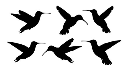 humming bird silhouette vector illustration on tranparent background