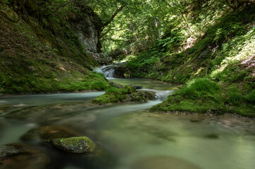 Obraz premium 新緑の中を流れる南会津の湯ノ岐川