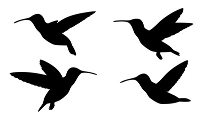 humming bird silhouette vector illustration on tranparent background