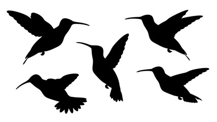 humming bird silhouette vector illustration on tranparent background