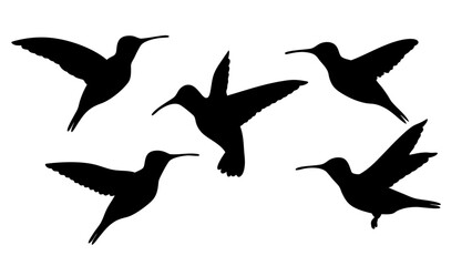 humming bird silhouette vector illustration on tranparent background