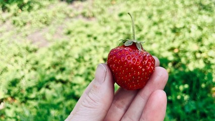 Fresh organic strawberries, juicy berry in hand on the background of garden