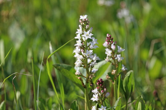 Menyanthes trifoliata. Flowering plants in a swamp in the forest tundra