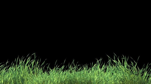 Natural grass gently swinging with wind in a seamless transparent loop