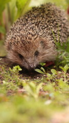 A European hedgehog walks on the grass in the garden