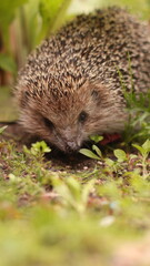 A European hedgehog walks on the grass in the garden