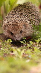 A European hedgehog walks on the grass in the garden © MarinaBernk
