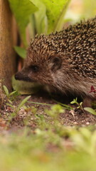 A European hedgehog walks on the grass in the garden