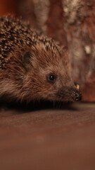A hedgehog on a wooden floor.Evening
