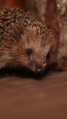 A hedgehog on a wooden floor.Evening
