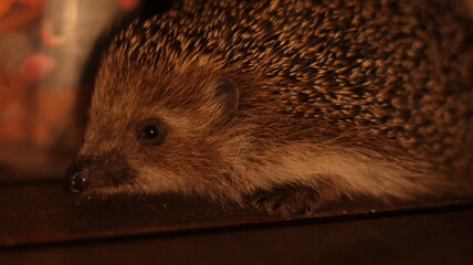 A hedgehog on a wooden floor.Evening