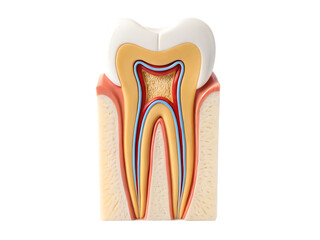 Illustration of a molar tooth cross section showing enamel dentin pulp and root canal on black background