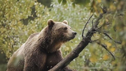 Fototapeta premium A grizzly bear lounges on a sturdy tree branch surrounded by vibrant fall foliage.