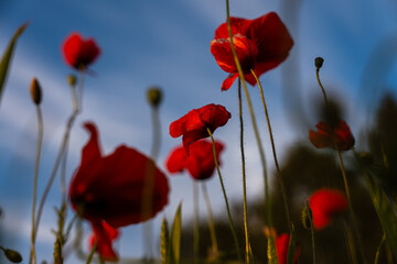 Close-up of vibrant poppies in sunset light across a wide meadow &ndash; natural summer beauty, floral softness, and warm evening glow in a peaceful rural landscape where nature breathes freely.
