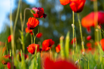 Sunset glow over a field of blooming poppies captured in close-up – a serene moment of summer nature, with vivid red petals swaying gently in the golden light of evening.