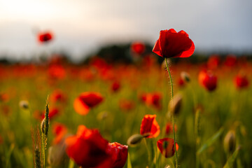 Red poppies in soft sunset light – a close-up of wildflowers swaying in a serene evening breeze,...