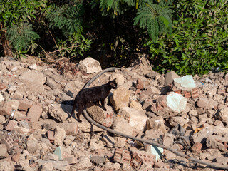Africa, Egypt, Cairo city, Giza, Giza pyramids. Three pyramids, sphinx, statue, Saqqara pyramid, Mostaba tombs. Valley of the Kings, ancient city of Memphis.