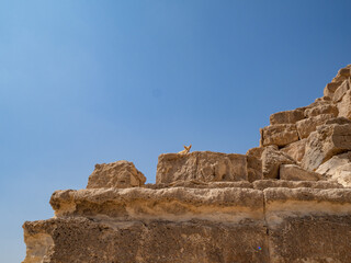 Africa, Egypt, Cairo city, Giza, Giza pyramids. Three pyramids, sphinx, statue, saqqara pyramid,...