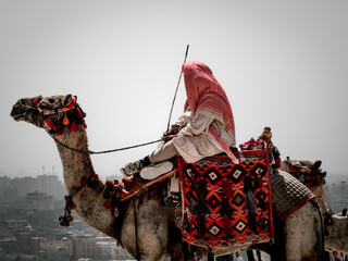 a camel in the desert