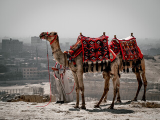 Africa, Egypt, Cairo city, Giza, Giza pyramids. Three pyramids, sphinx, statue, saqqara pyramid,...