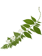 Curry Leaf Tree (Murraya koenigii) The Curry Leaf tree is commonly found in Indian home gardens and kitchens, valued for