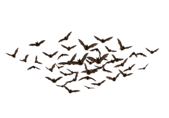 Bats in flight against a black background
