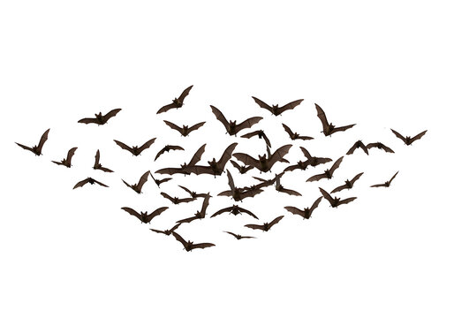 Bats in flight against a black background