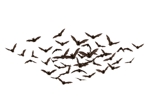 Bats in flight against a black background