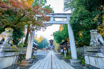 秋の霧のかかる秩父神社　埼玉県秩父市　Chichibu Shrine covered in autumn mist....