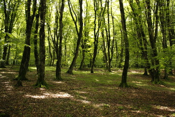 footpath in the forest
