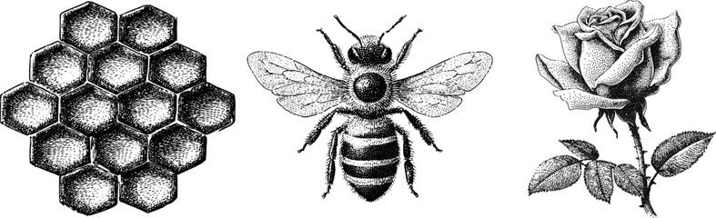 Detailed engraved bee, rose blossom and honeycomb design for nature and vector wildlife art projects
