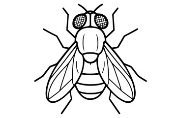 Fototapeta premium Vector Fly Insect Drawing
