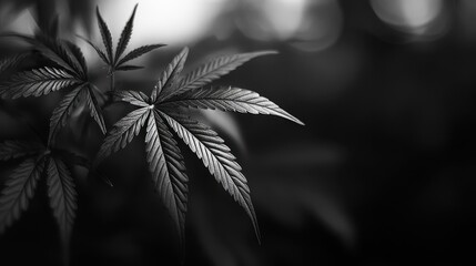 Hemp Black And White. Isolated Green Marijuana Leaf on Black and White Backgrounds