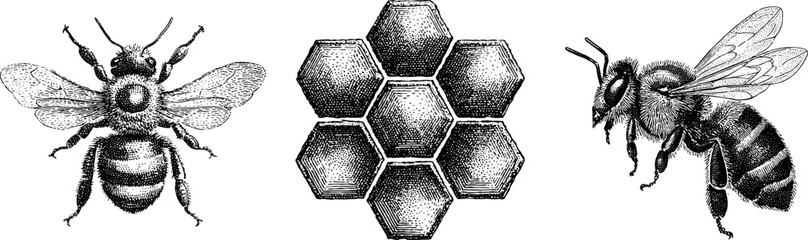 Intricate engraved bee illustration with wings and honeycomb design for nature vector prints