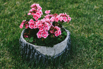 Blooming pink pelargonium in rustic stone flowerpot on green lawn, vibrant summer garden, natural floral design and outdoor decor