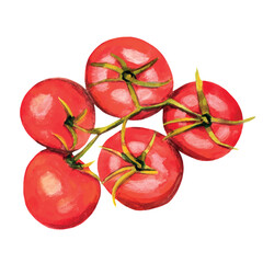 Red Tomatoes Branch Watercolor Vector Illustration for Farmer Market Banner, Cards
