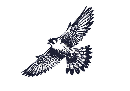 Peregrine Falcon hand drawn sketch vector illustration