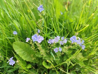 blue flowers on green grass