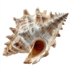 Explore Seashell Art: Earthy Hues and Nautical Charm in Marine Beauty