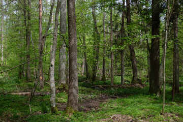 Springtime alder-bog sunny forest with standing water