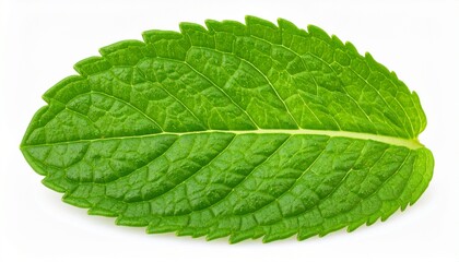 Fototapeta premium green leaf isolated on white