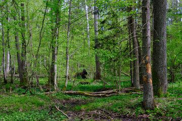 Springtime alder-bog sunny forest with standing water