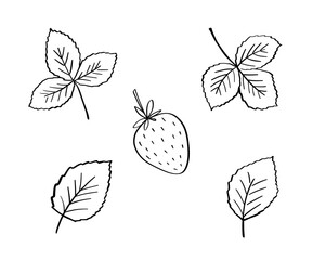 Strawberry vector doodle illustration, leaves and berry outline sketch, hand drawn icon of summer food