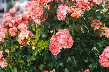Colorful variegated roses in full bloom lit by golden evening light. A lush, vibrant garden scene...