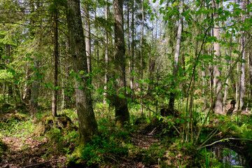 Springtime alder-bog sunny forest with standing water