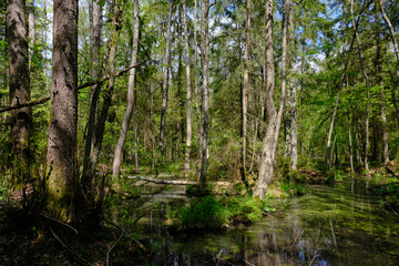 Springtime alder-bog sunny forest with standing water