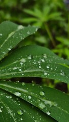 green leaf with water drops
