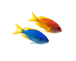 Fototapeta premium Two colorful fish swimming together. One fish is bright blue with yellow fins, and the other is vibrant orange with yellow fins. Transparent background.