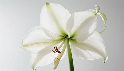 Translucent White Amaryllis Bloom