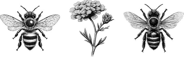 Detailed engraved bee and yarrow blossom design for nature and vector wildlife art projects